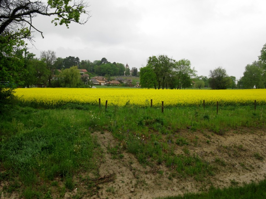 CGT10_Choulex 017.jpg